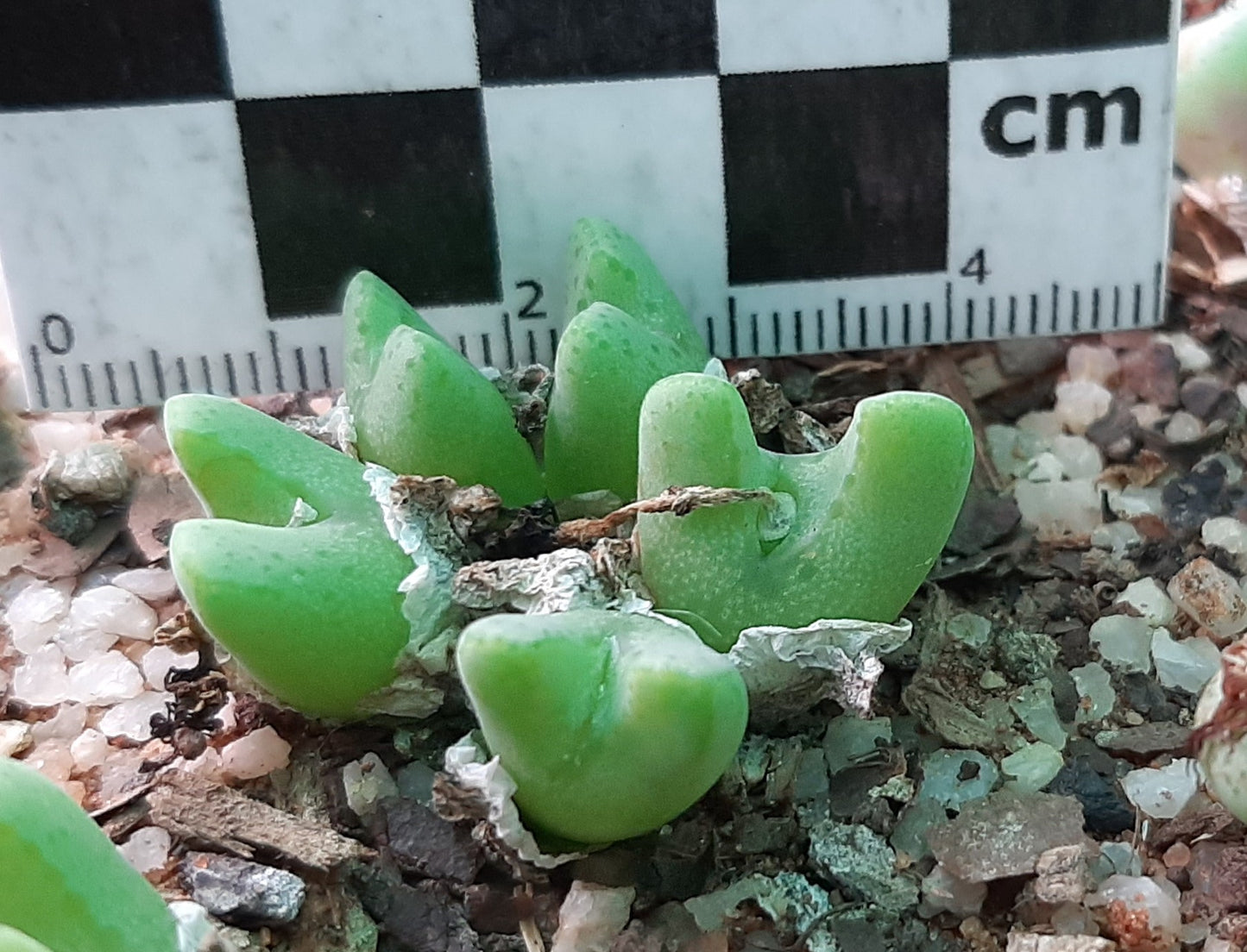 Conophytum tantillum subsp. inexpectatum (Umdaus)