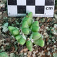 Conophytum tantillum subsp. inexpectatum (Umdaus)