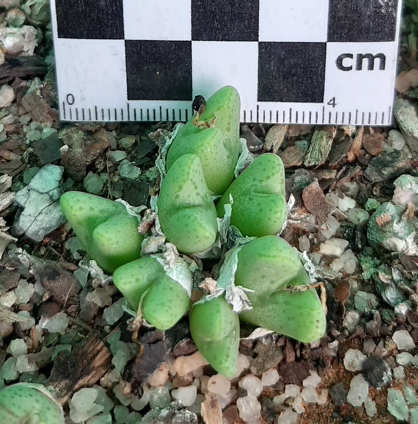 Conophytum tantillum subsp. inexpectatum (Umdaus)