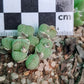Conophytum klinghardtense subsp. klinghardtense (Heioab)