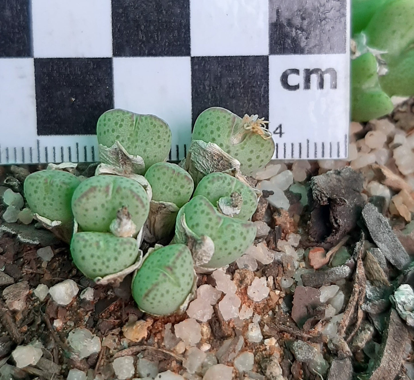 Conophytum klinghardtense subsp. klinghardtense (Heioab)