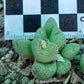 Conophytum klinghardtense subsp. klinghardtense (Heioab)