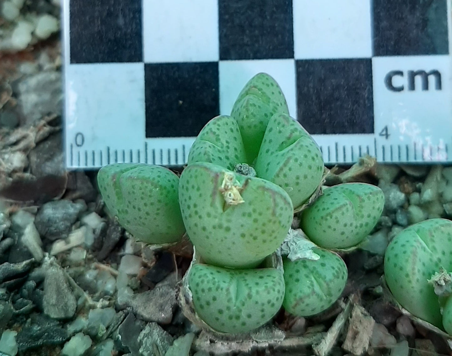 Conophytum klinghardtense subsp. klinghardtense (Heioab)