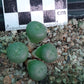 Conophytum flavum subsp. novicium