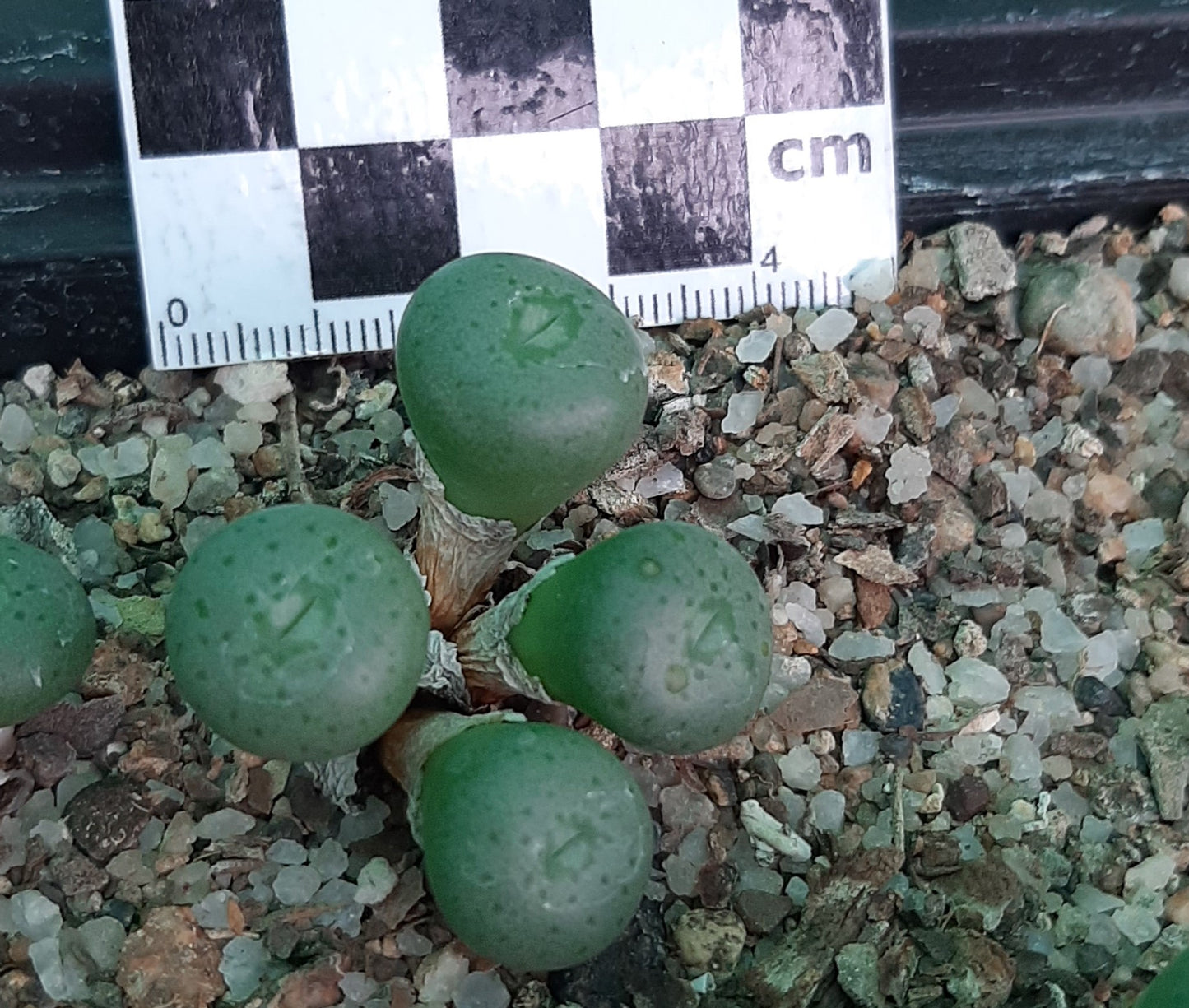 Conophytum flavum subsp. novicium