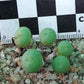 Conophytum flavum subsp. novicium