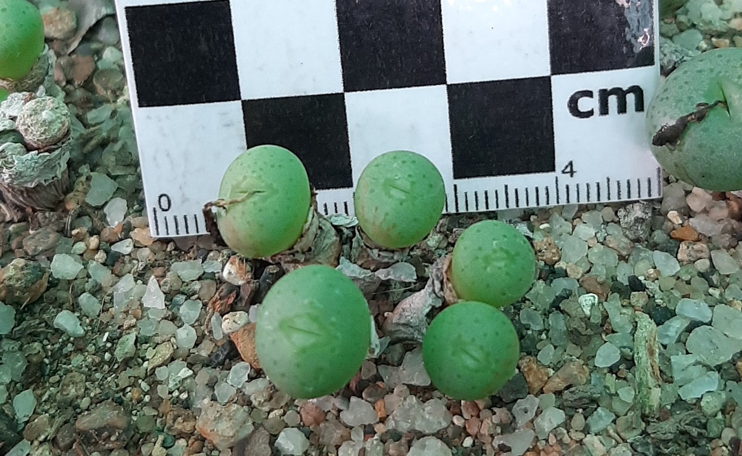 Conophytum flavum subsp. novicium