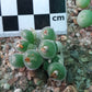 Conophytum stephanii subsp. helmutii