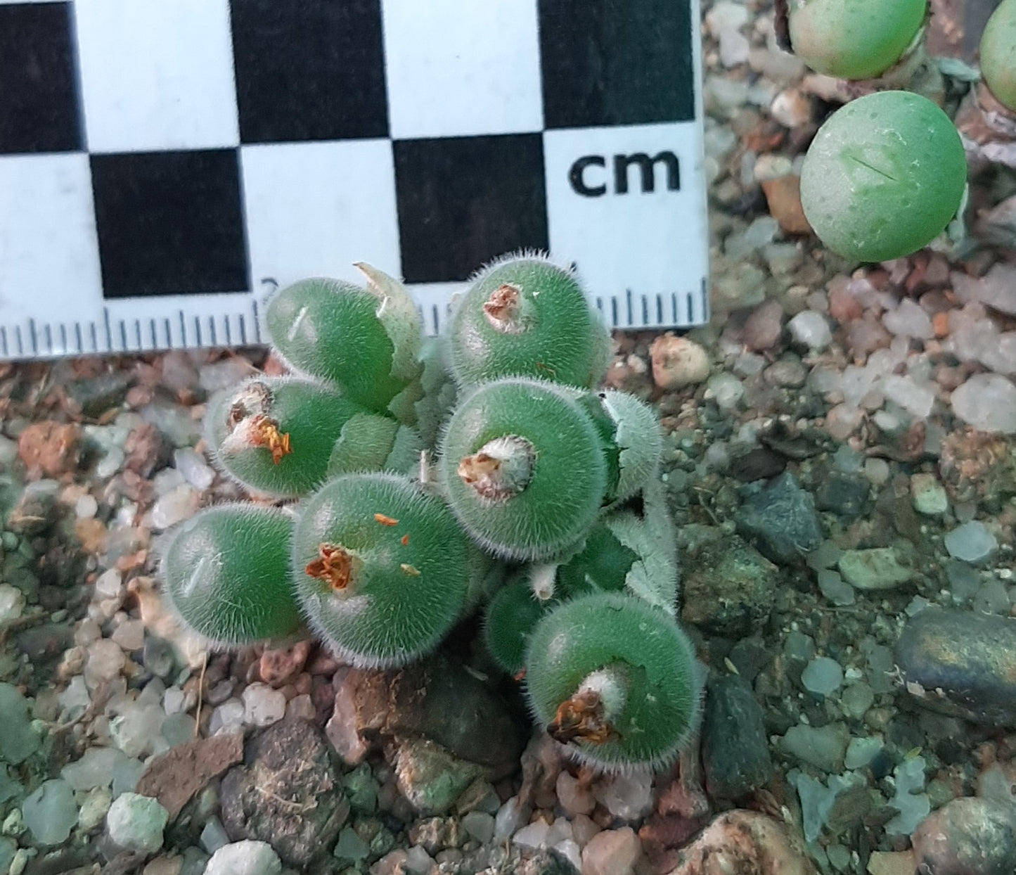 Conophytum stephanii subsp. helmutii