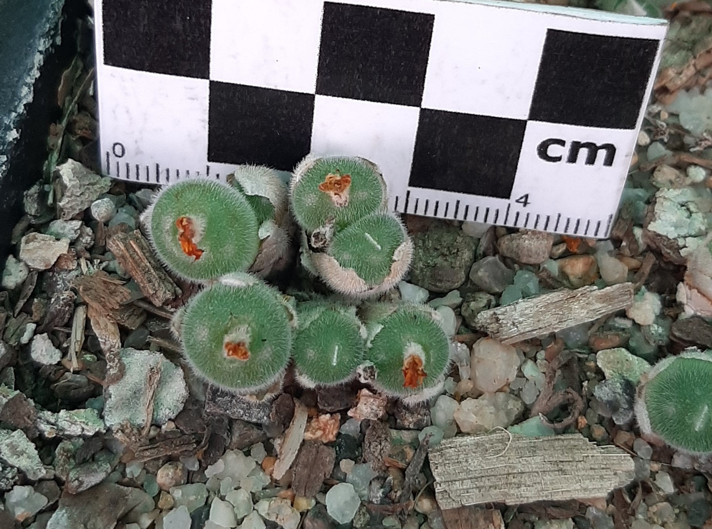 Conophytum stephanii subsp. helmutii