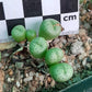 Conophytum jucundum subsp. jucundum