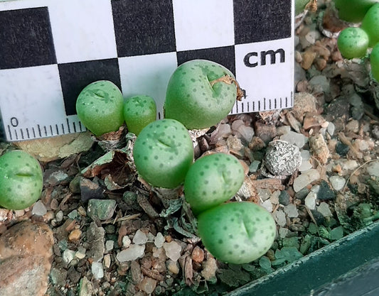 Conophytum jucundum subsp. jucundum