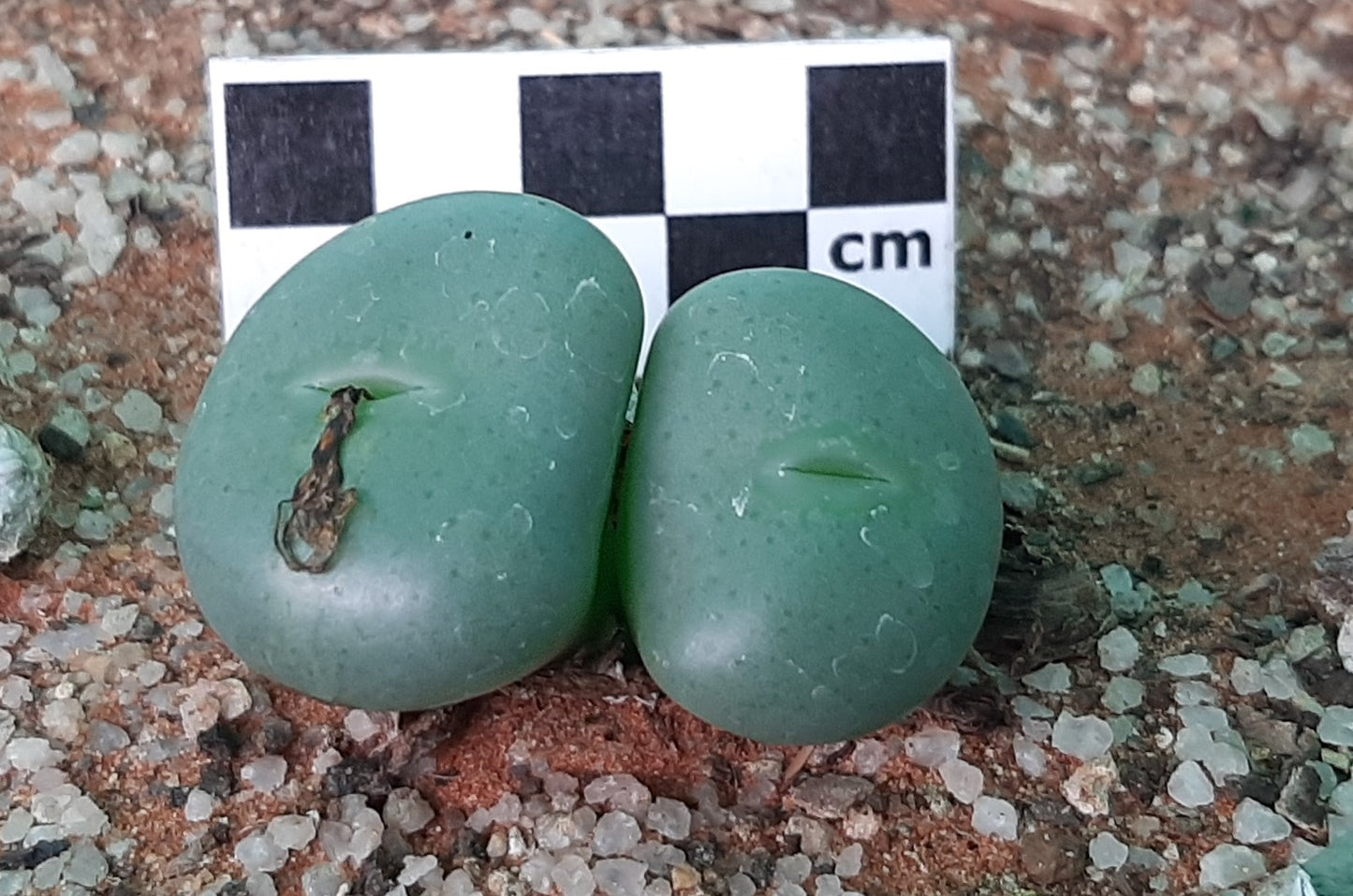 Conophytum flavum subsp. flavum