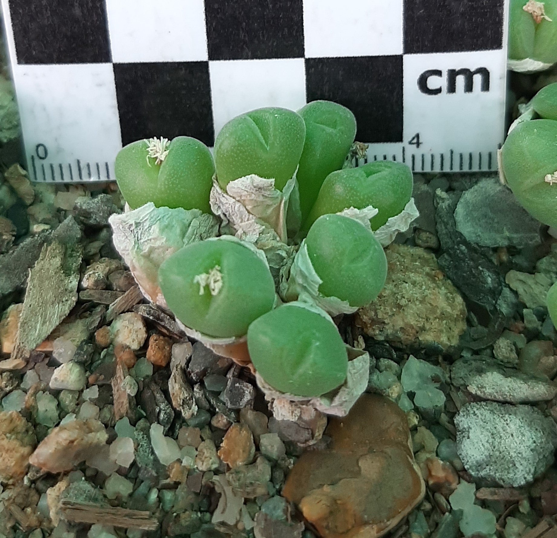 Conophytum hians (robust form) Mira Mesembs