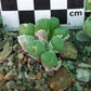 Conophytum hians (robust form)