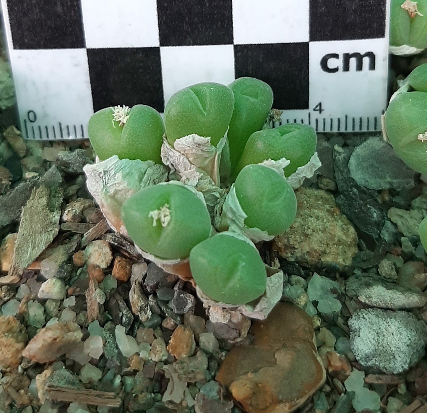 Conophytum hians (robust form)