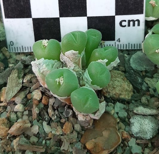 Conophytum hians (robust form)