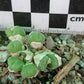 Conophytum hians (robust form)