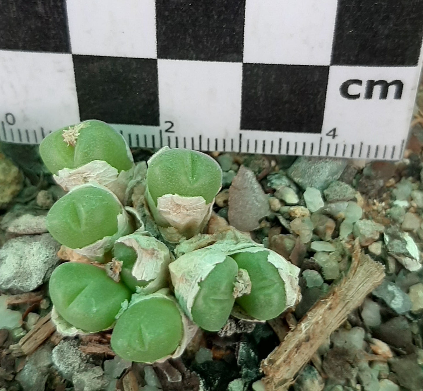 Conophytum hians (robust form)