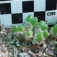 Conophytum loescheanum