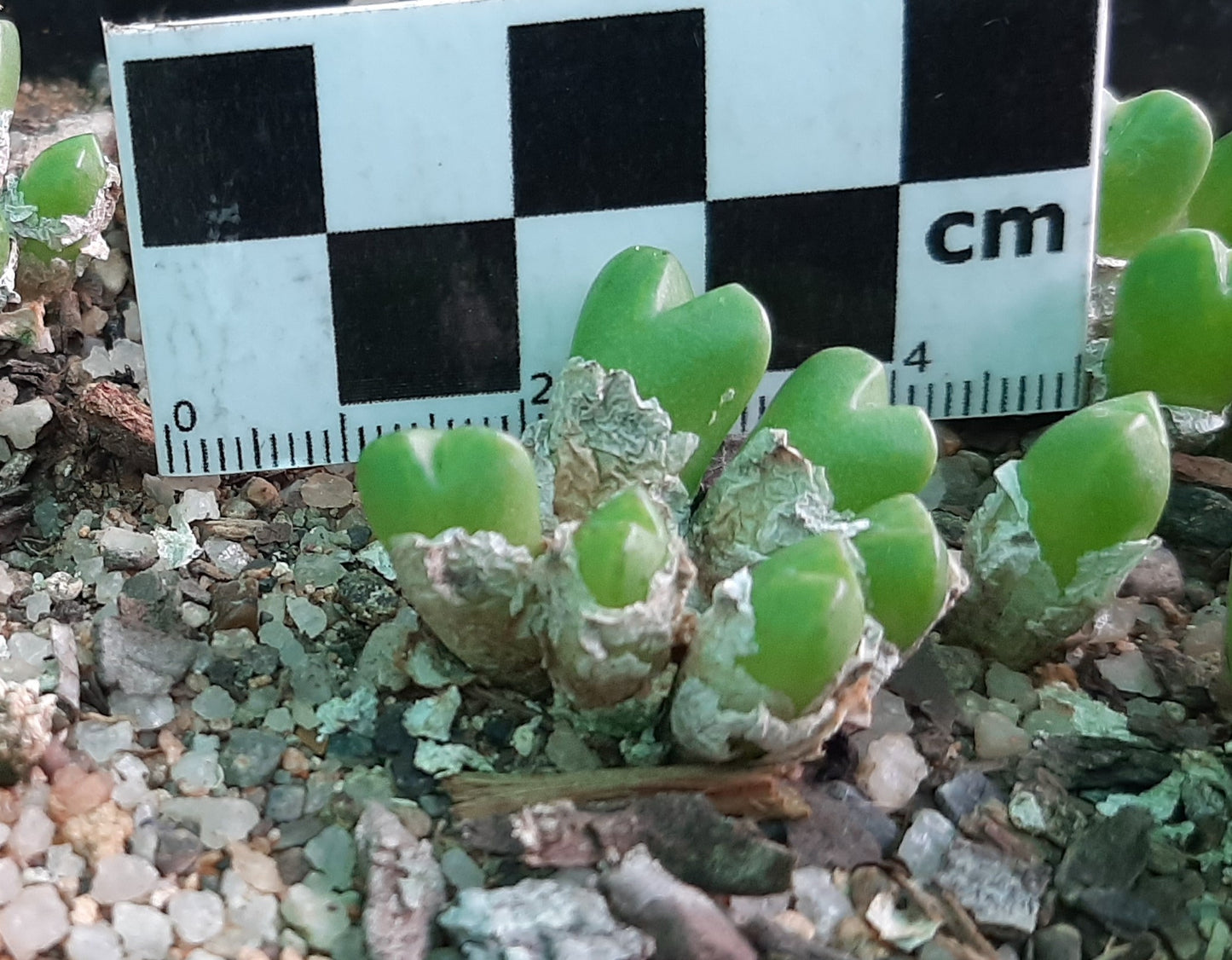 Conophytum loescheanum