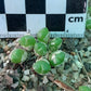 Conophytum loescheanum