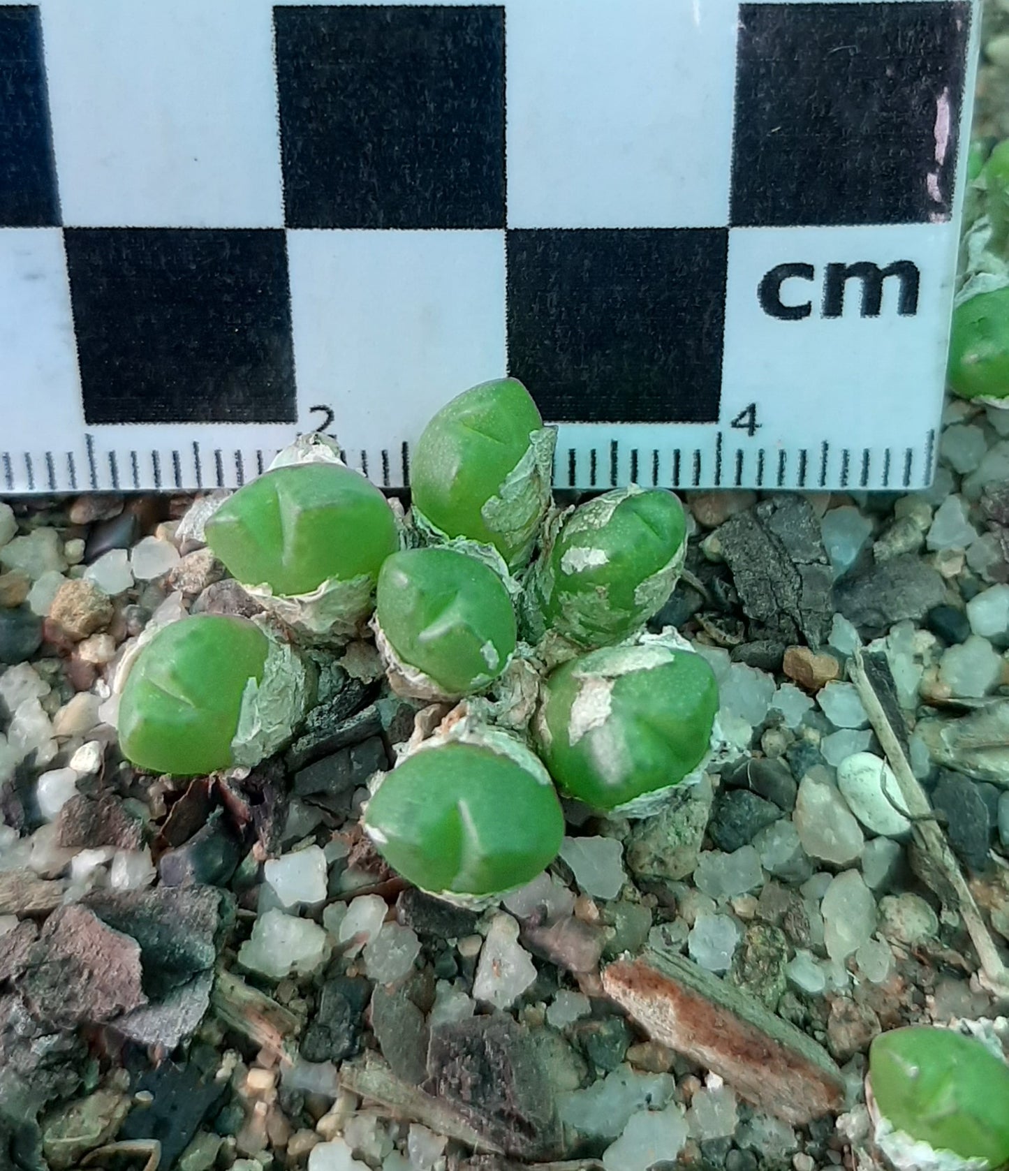 Conophytum loescheanum