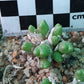 Conophytum marginatum subsp. haramoepense (Short lobed form)