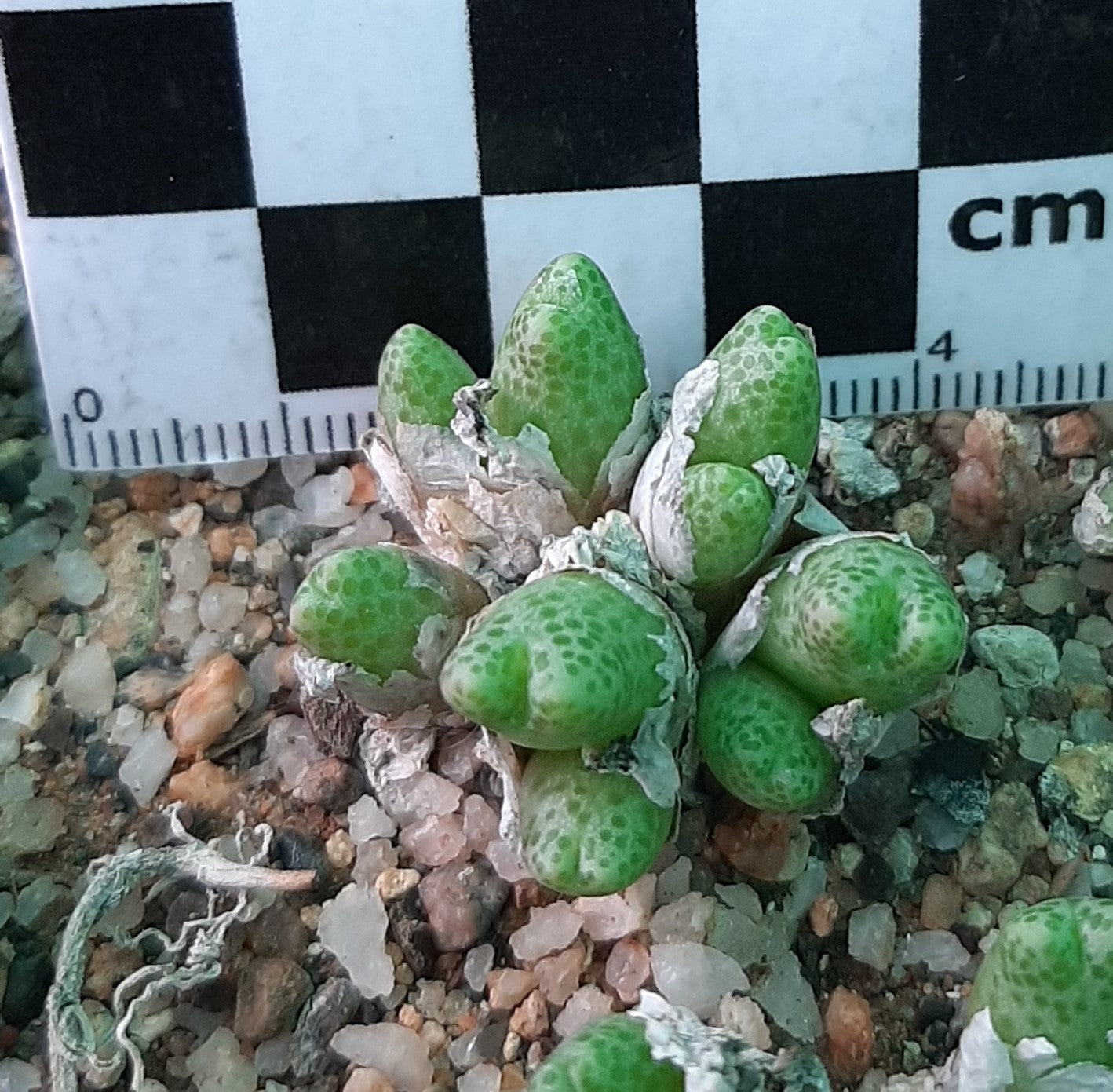 Conophytum marginatum subsp. haramoepense (Short lobed form)