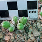 Conophytum marginatum subsp. haramoepense (Short lobed form)