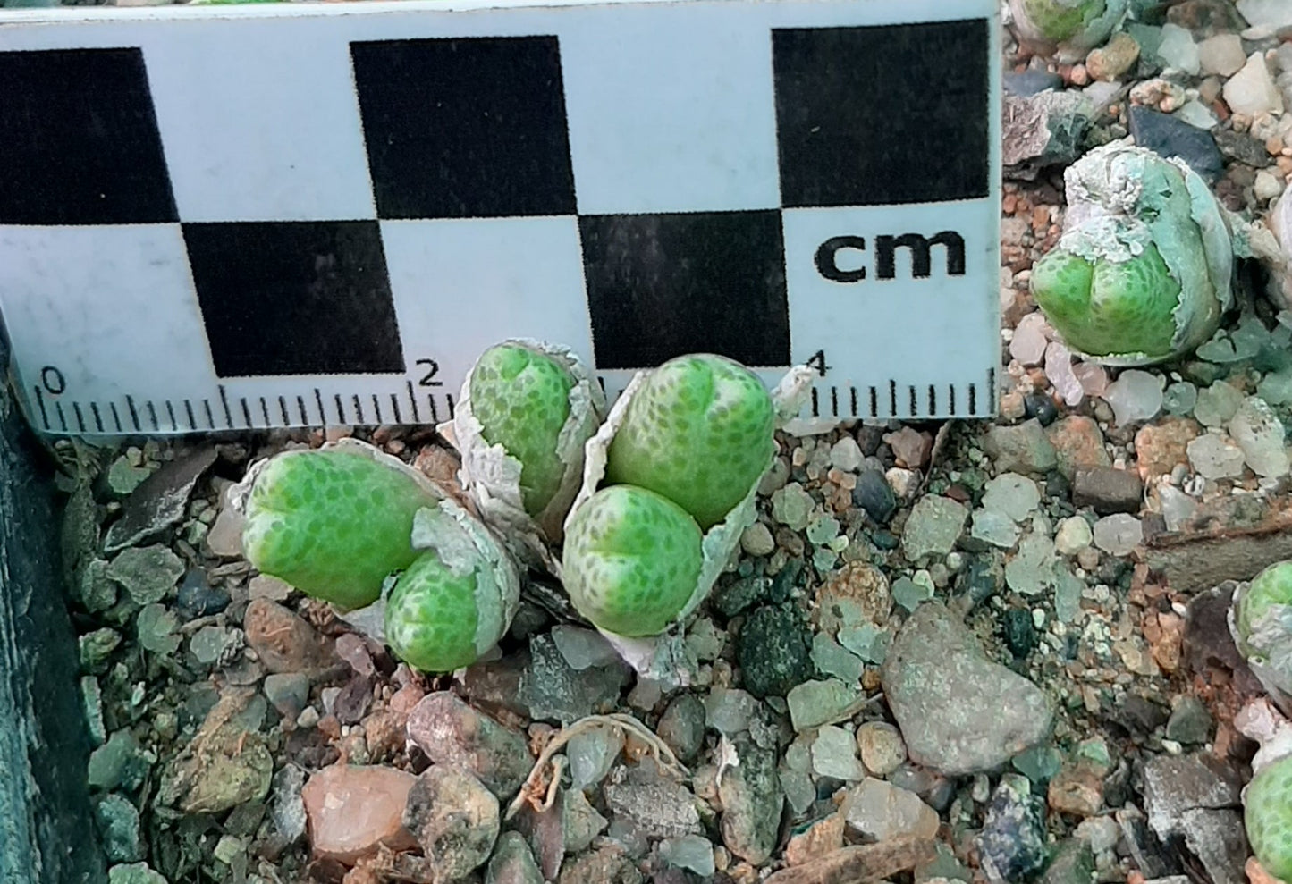 Conophytum marginatum subsp. haramoepense (Short lobed form)