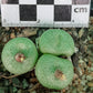 Conophytum truncatum subsp. truncatum (Large form - Calitzdorp)