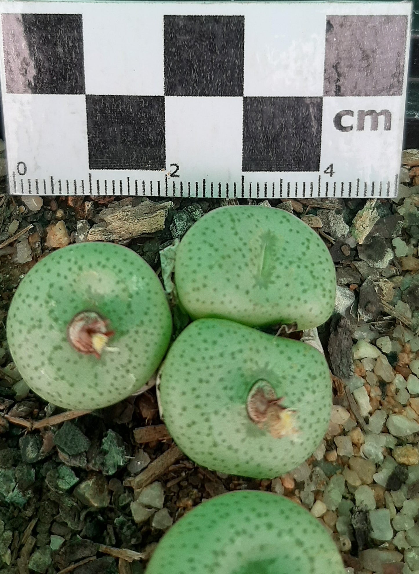 Conophytum truncatum subsp. truncatum (Large form - Calitzdorp)