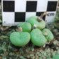 Conophytum truncatum subsp. truncatum (Large form - Calitzdorp)