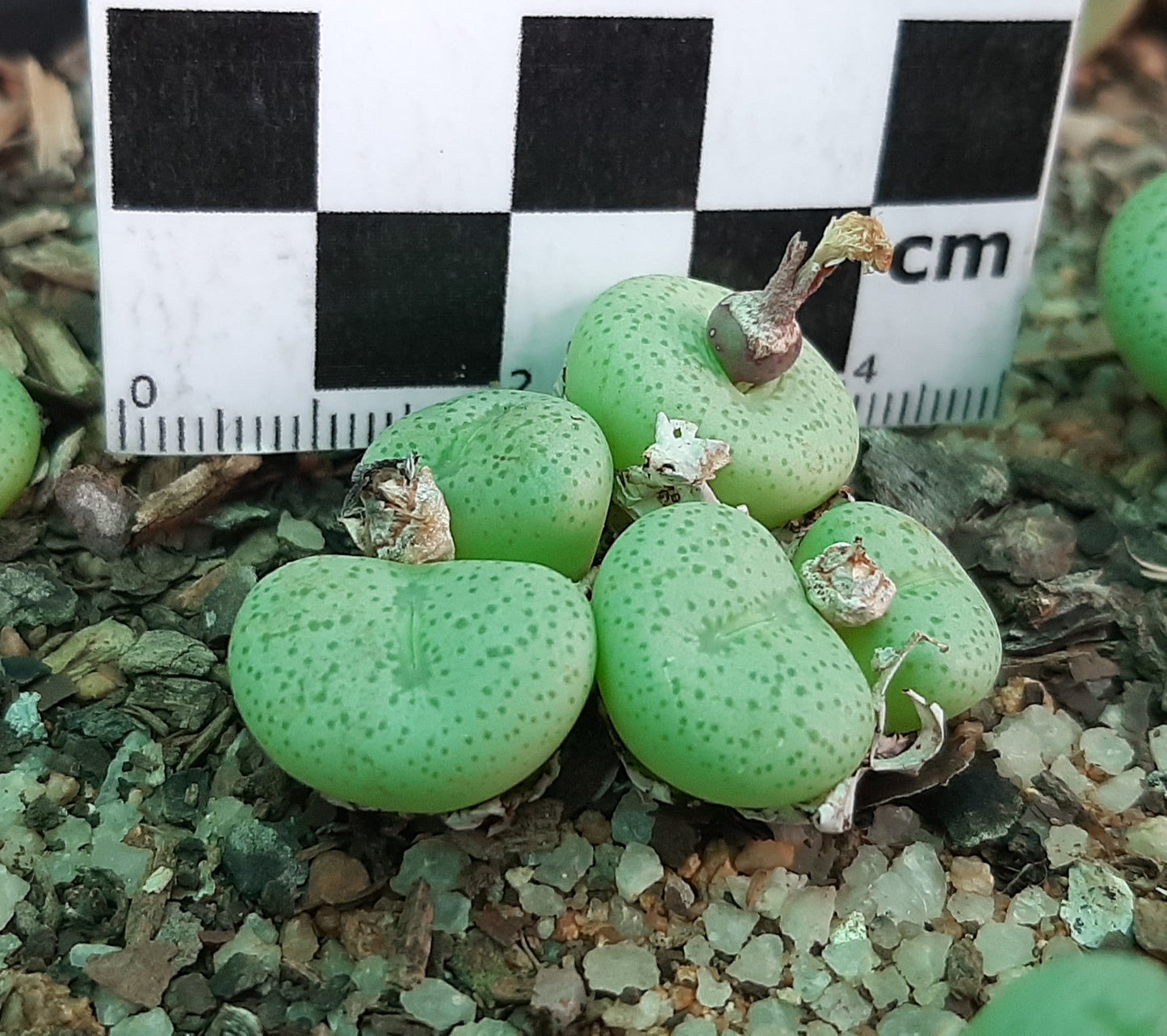 Conophytum truncatum subsp. truncatum (Large form - Calitzdorp)