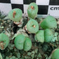 Conophytum truncatum subsp. viridicatum