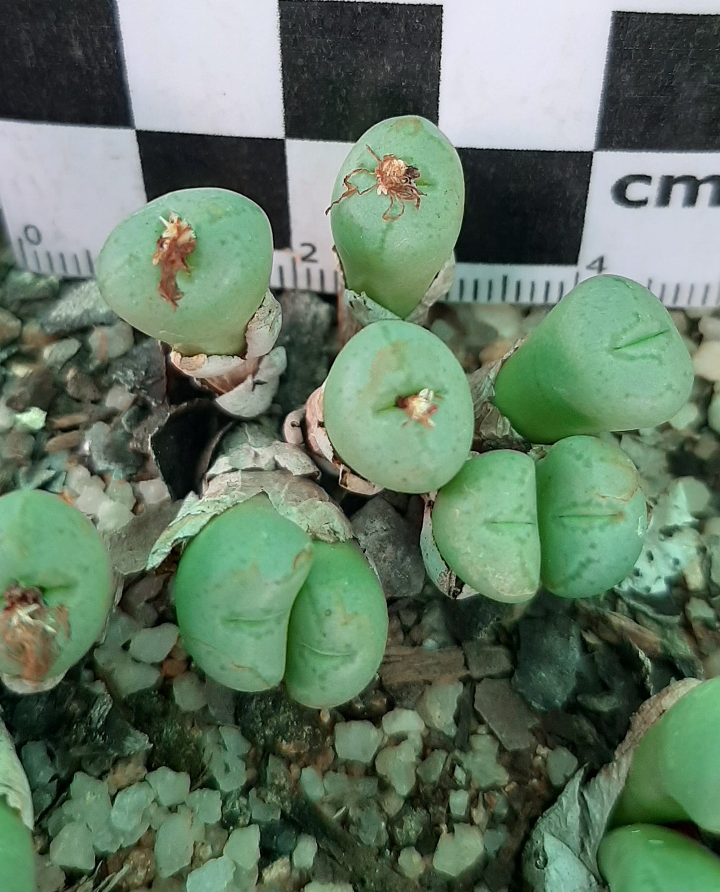 Conophytum truncatum subsp. viridicatum