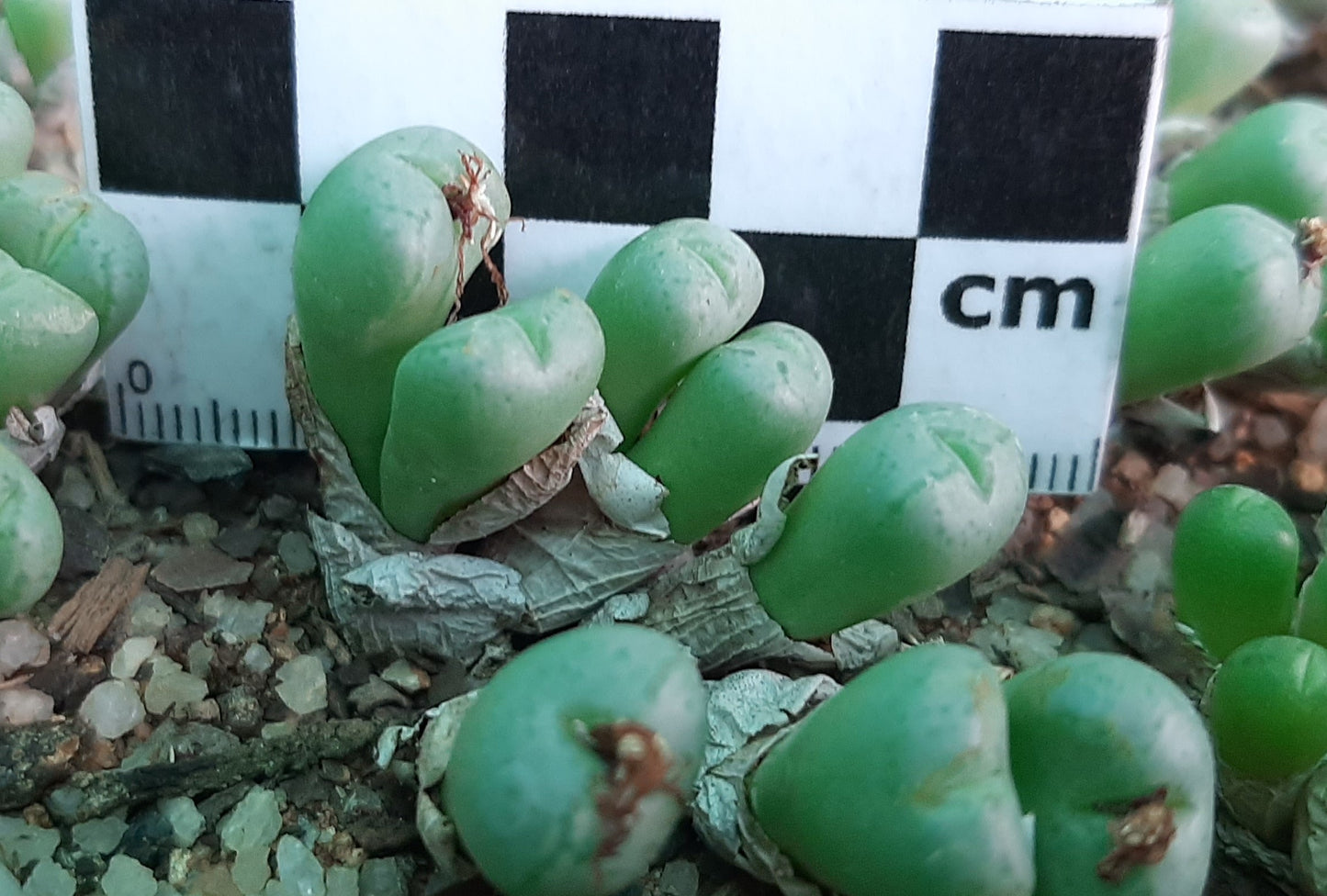 Conophytum truncatum subsp. viridicatum