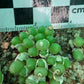 Conophytum uviforme subsp. subincanum (Vanrhynsdorp)