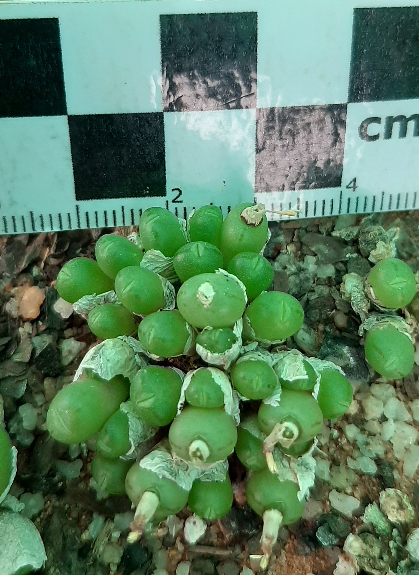 Conophytum uviforme subsp. subincanum (Vanrhynsdorp)