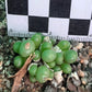 Conophytum uviforme subsp. subincanum (Vanrhynsdorp)