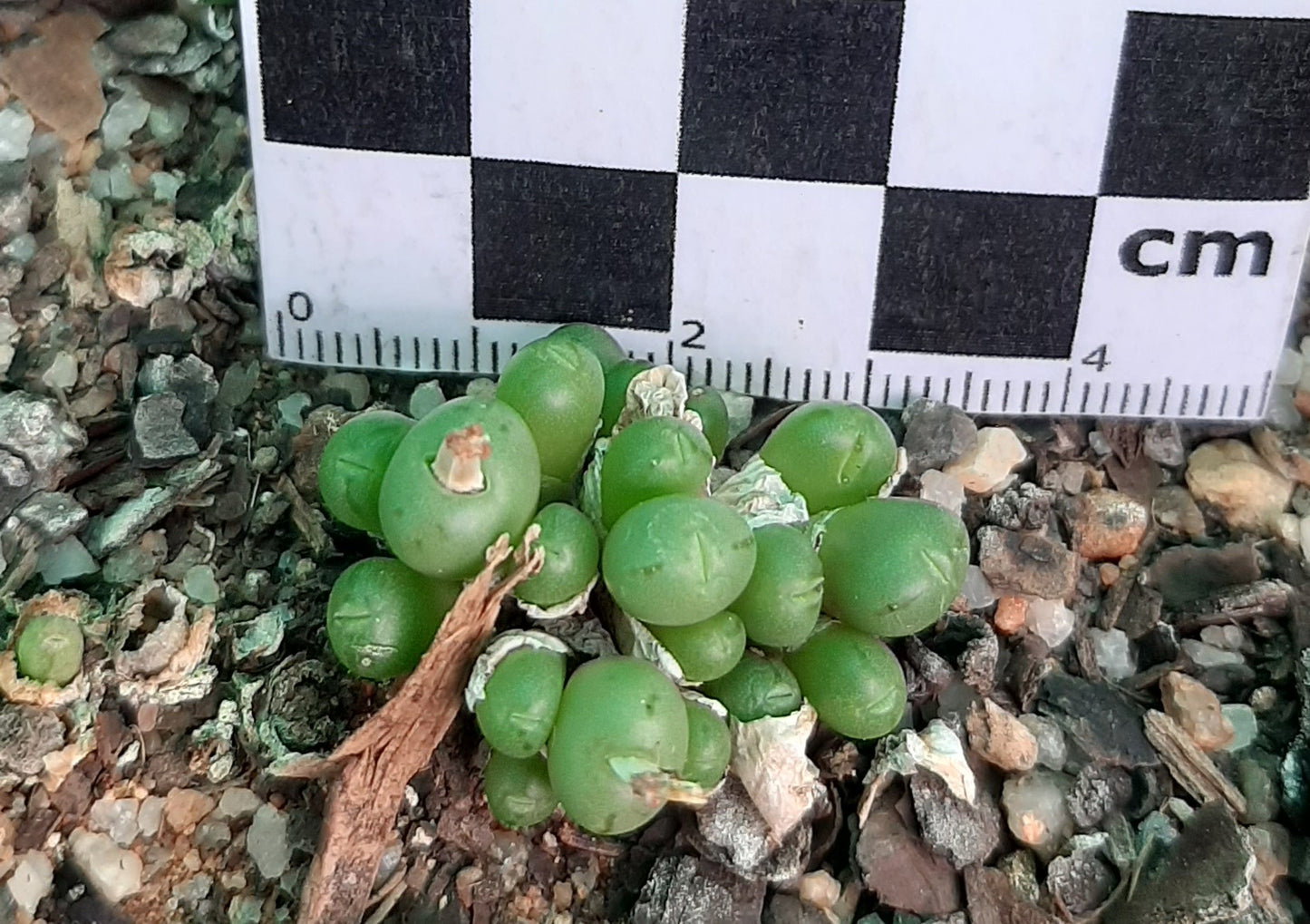 Conophytum uviforme subsp. subincanum (Vanrhynsdorp)