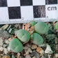Conophytum breve (Springbok)