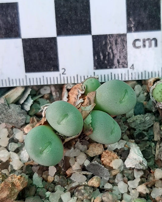 Conophytum breve (Springbok)