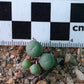 Conophytum breve (Springbok)