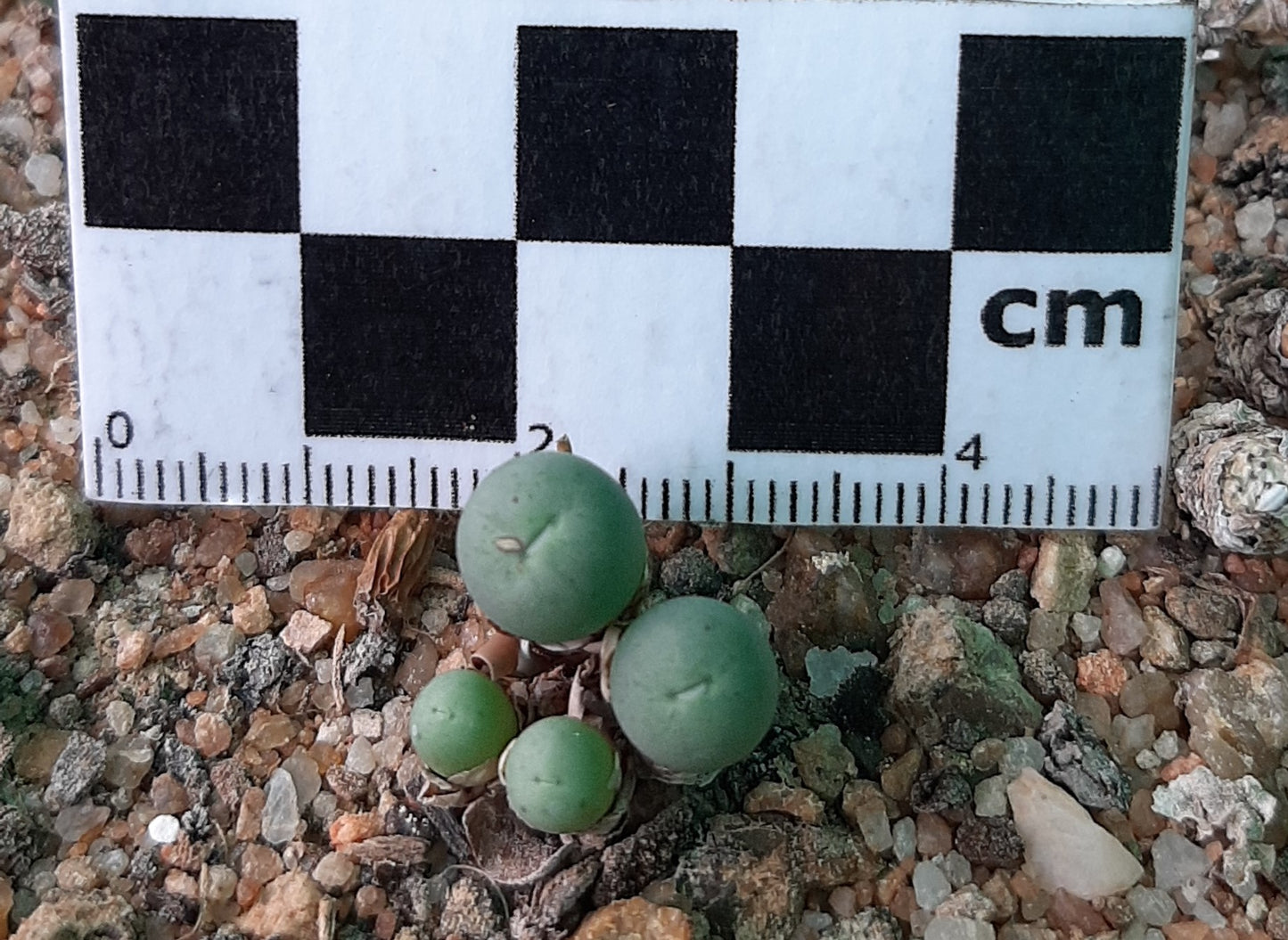 Conophytum breve (Springbok)