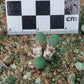 Conophytum breve (Springbok)