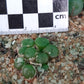 Conophytum auriflorum subsp. turbiniforme (Spektakel Pass)