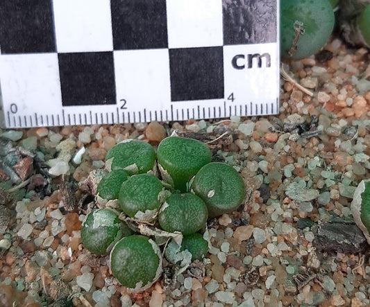 Conophytum auriflorum subsp. turbiniforme (Spektakel Pass)