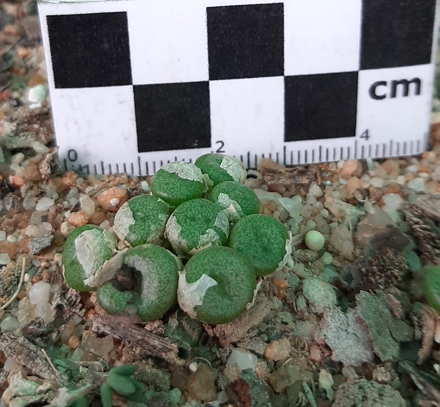 Conophytum auriflorum subsp. turbiniforme (Spektakel Pass)